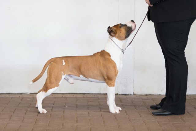 Cs3Q0302 15873744697 O