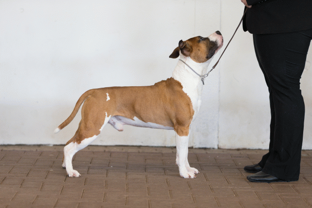 Cs3Q0303 15873442549 O