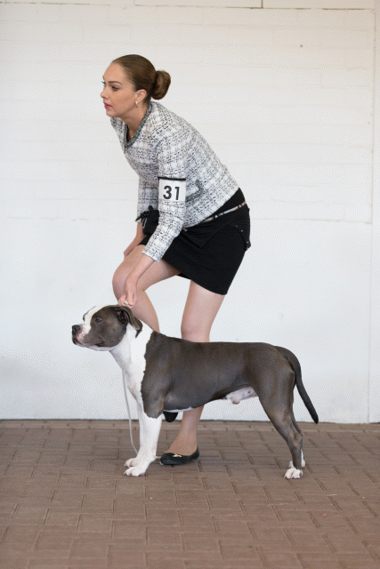 Cs3Q0307 15872228500 O