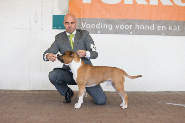 Cs3Q0309 15437216544 O