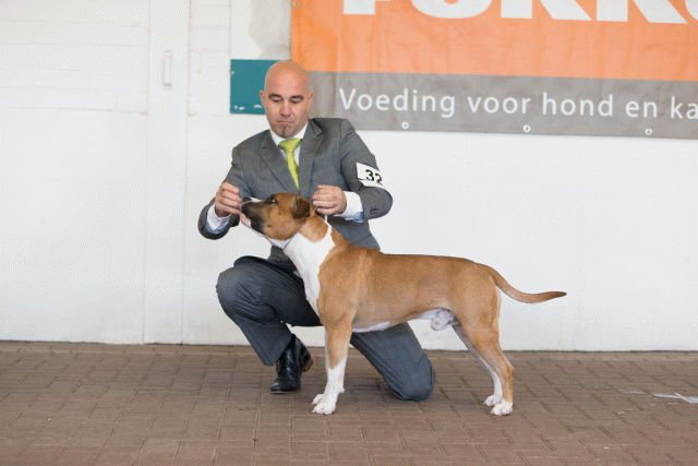 Cs3Q0310 16059518555 O