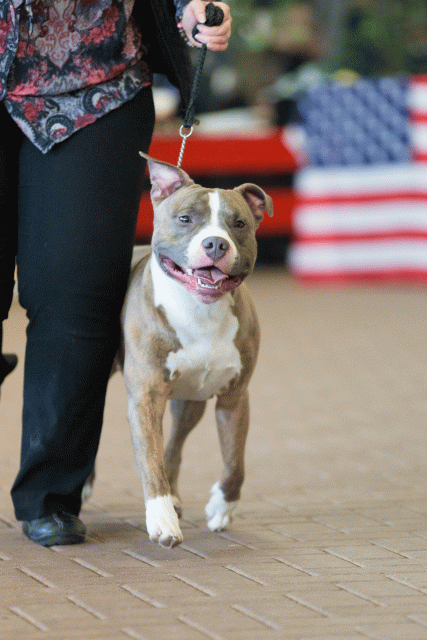 Cs3Q0315 16059517985 O