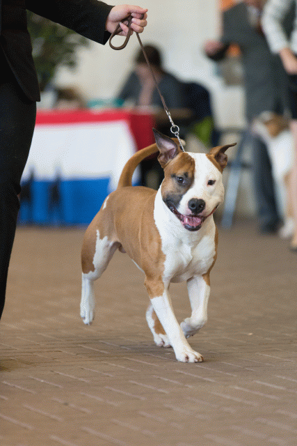 Cs3Q0327 15872053778 O