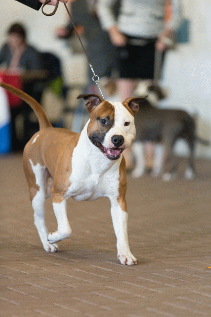 Cs3Q0329 15872052938 O