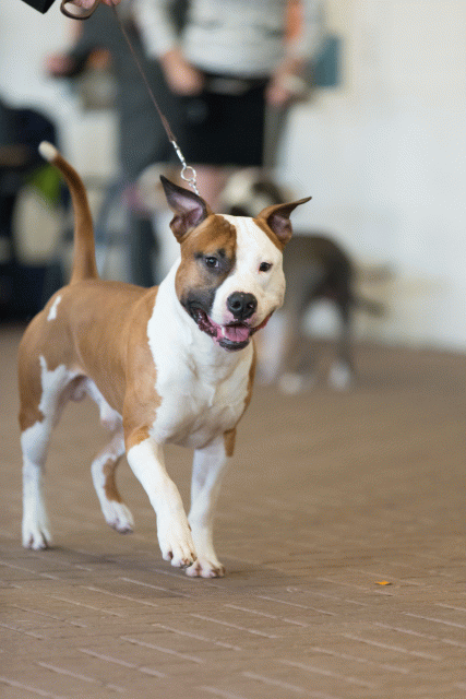 Cs3Q0330 15872052288 O