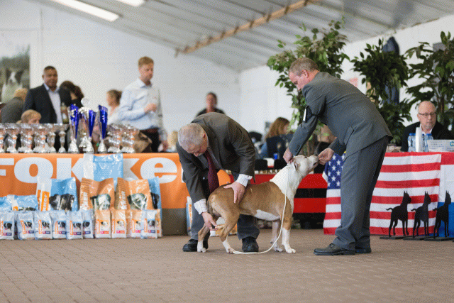 Cs3Q0335 16059512145 O