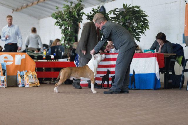 Cs3Q0337 16059510655 O