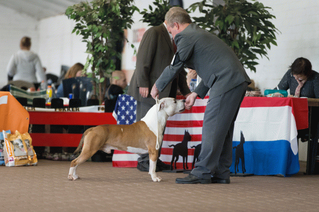 Cs3Q0338 15437207674 O