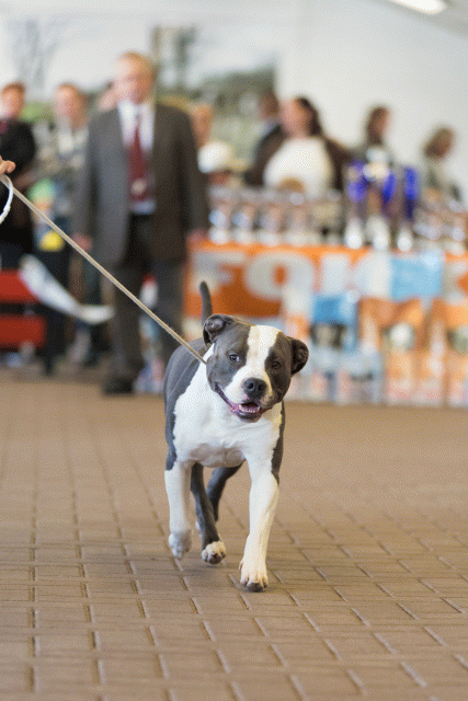 Cs3Q0350 15437205524 O