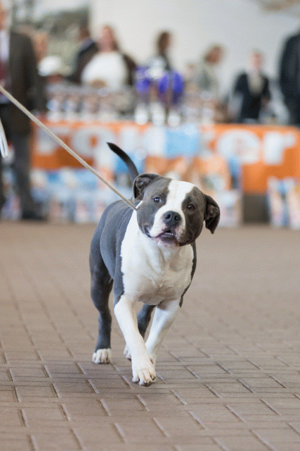 Cs3Q0356 15872046218 O