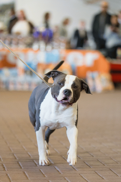 Cs3Q0358 15872045098 O