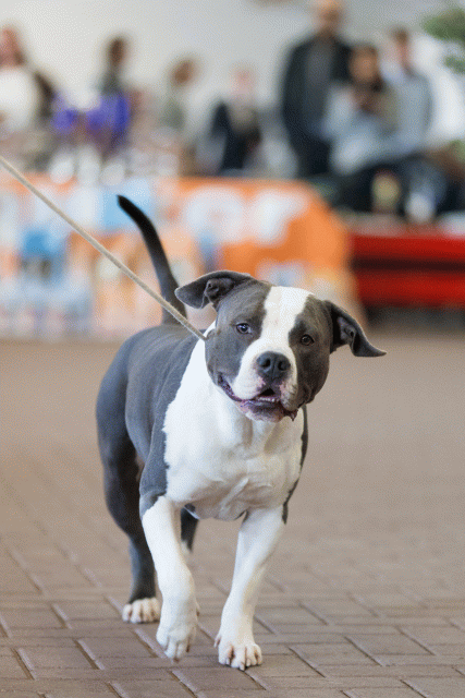 Cs3Q0360 15873426359 O