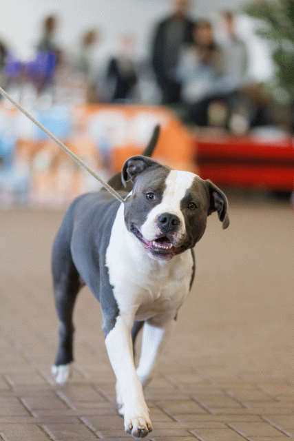 Cs3Q0361 15439837303 O