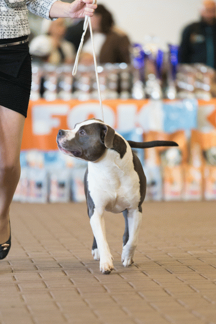 Cs3Q0362 16059504145 O