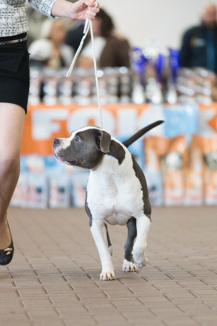 Cs3Q0363 16057538531 O