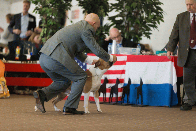 Cs3Q0369 16059501235 O