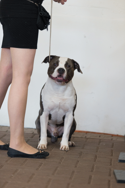 Cs3Q0372 15873722717 O