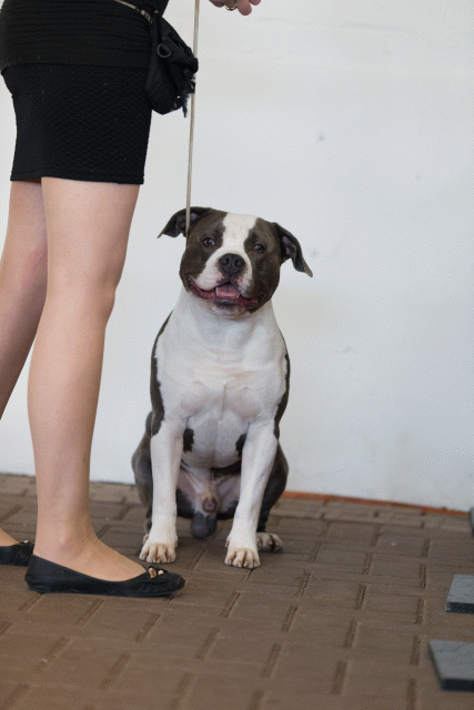 Cs3Q0373 15439831833 O