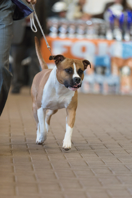 Cs3Q0374 16057533561 O