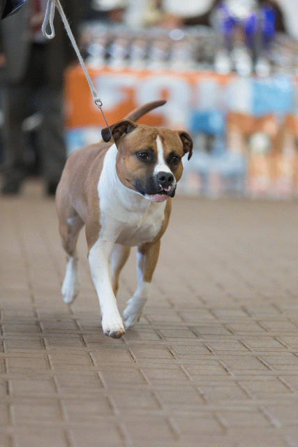 Cs3Q0376 15873419309 O