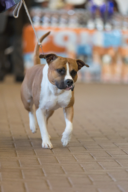 Cs3Q0377 15873719897 O