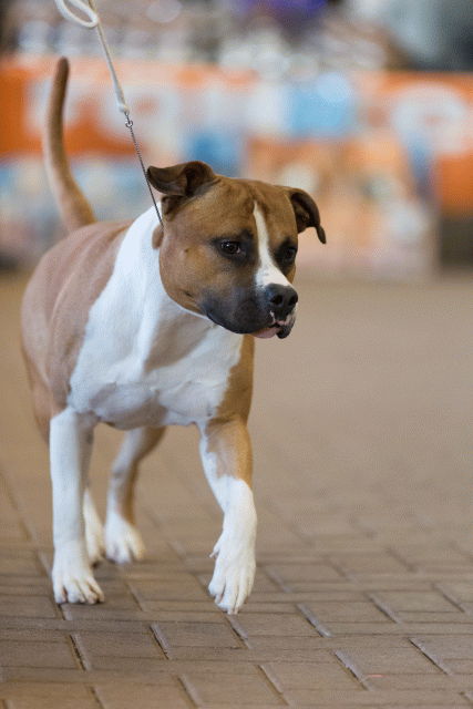 Cs3Q0382 16057531331 O