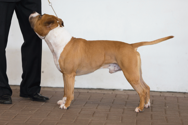 Cs3Q0383 15439828373 O