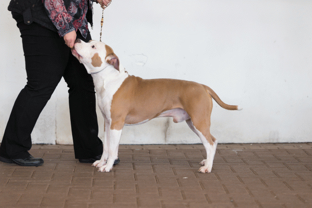 Cs3Q0384 15873717957 O