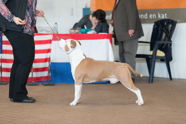 Cs3Q0396 15437190494 O