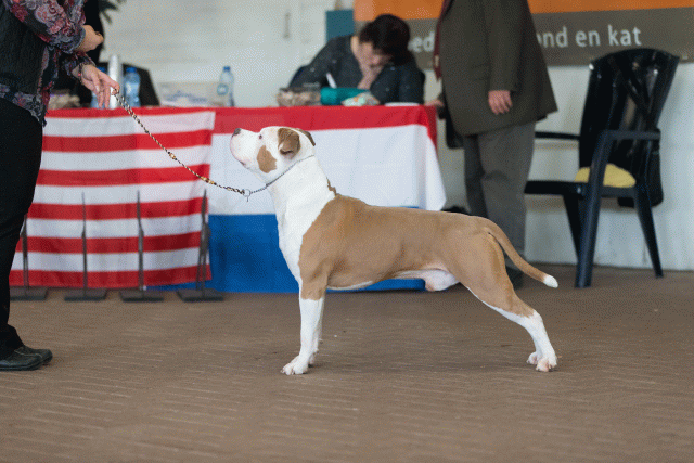 Cs3Q0398 16059491035 O