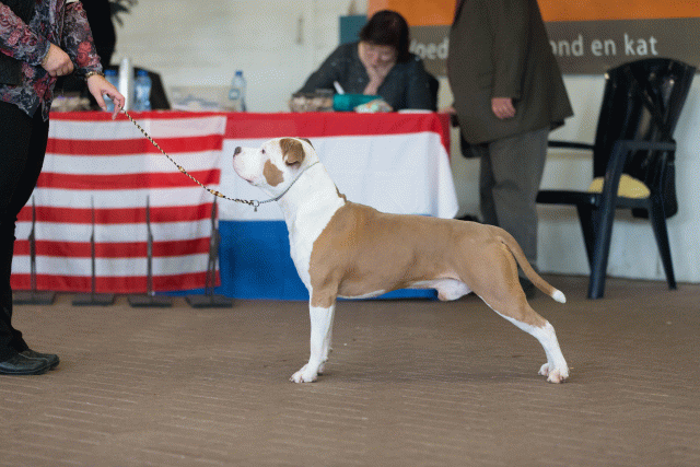 Cs3Q0399 16059490085 O