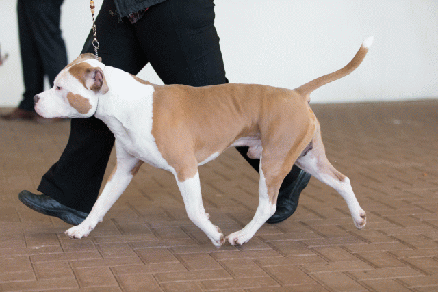 Cs3Q0403 15872196130 O