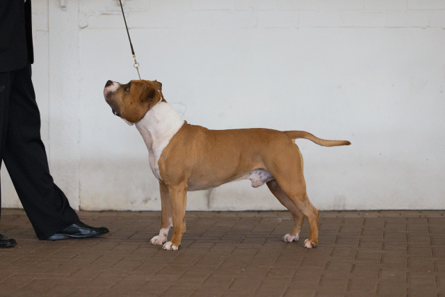 Cs3Q0414 16033694036 O