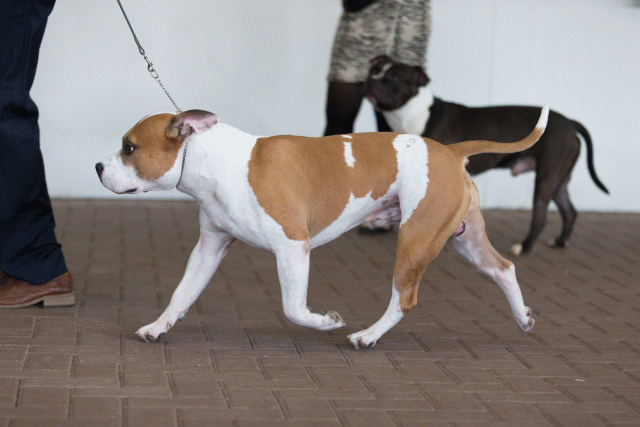 Cs3Q0427 15872019248 O