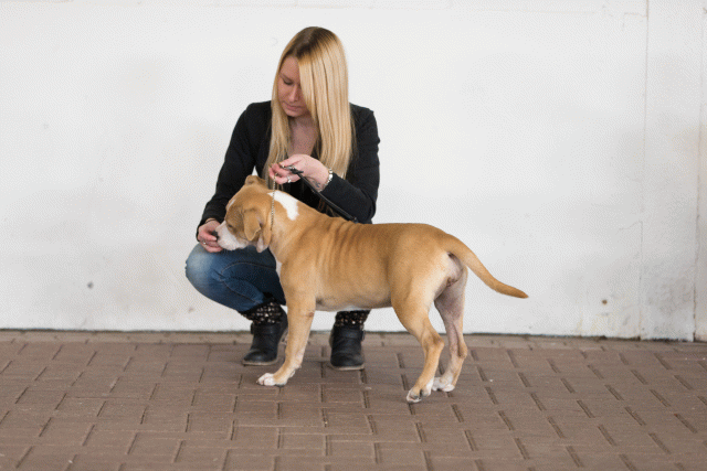 Cs3Q0433 15872017418 O