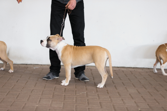 Cs3Q0436 16058764972 O