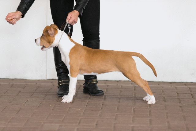 Cs3Q0455 15437163904 O