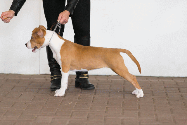 Cs3Q0456 16033676356 O