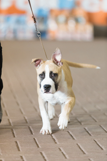 Cs3Q0464 15439796243 O