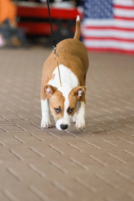 Cs3Q0483 15871998358 O