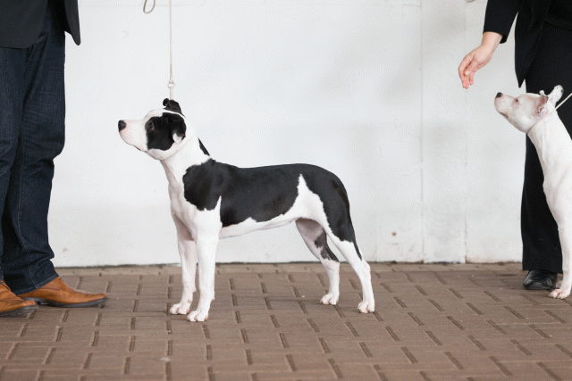 Cs3Q0492 15873374679 O