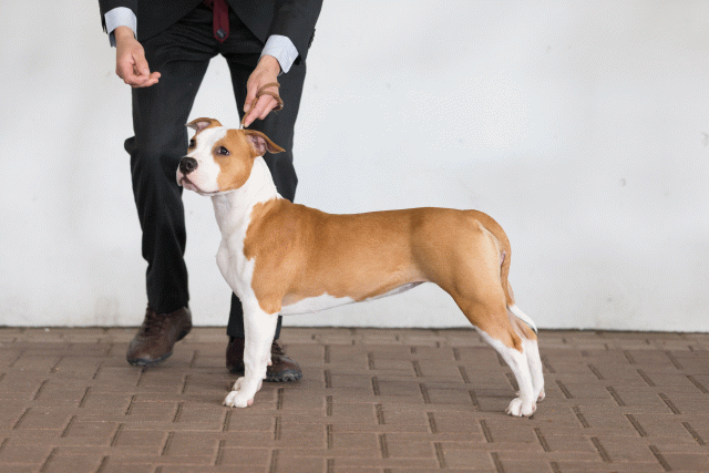 Cs3Q0497 16058742222 O