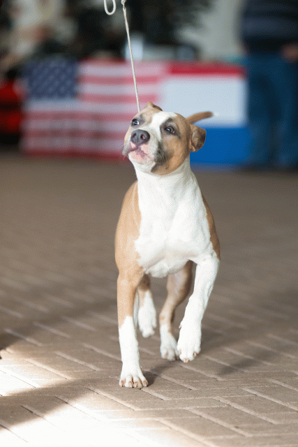 Cs3Q0504 16033662306 O