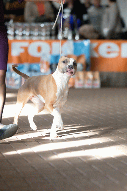 Cs3Q0505 15871991038 O