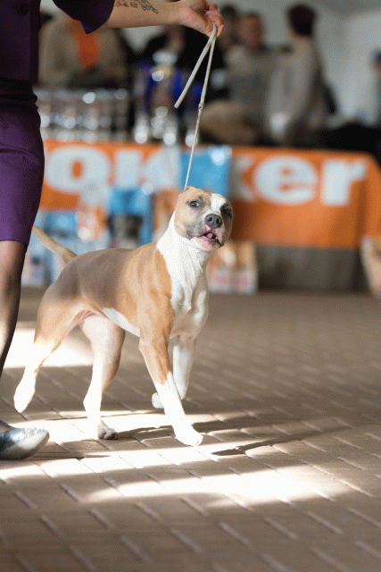 Cs3Q0506 16058739322 O