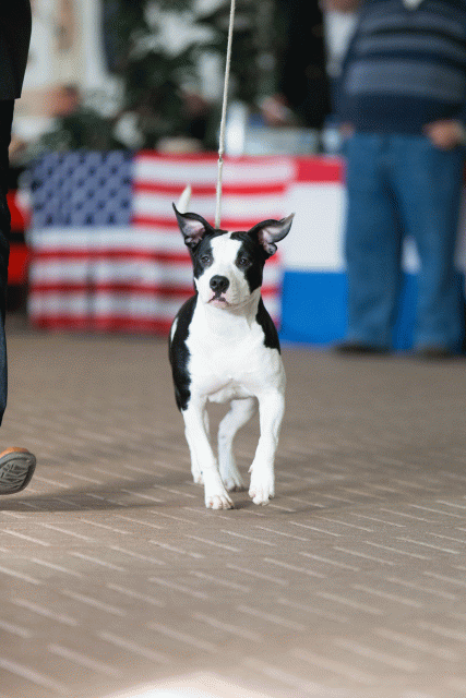 Cs3Q0513 16059447725 O