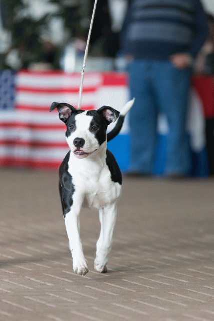 Cs3Q0516 16033657536 O