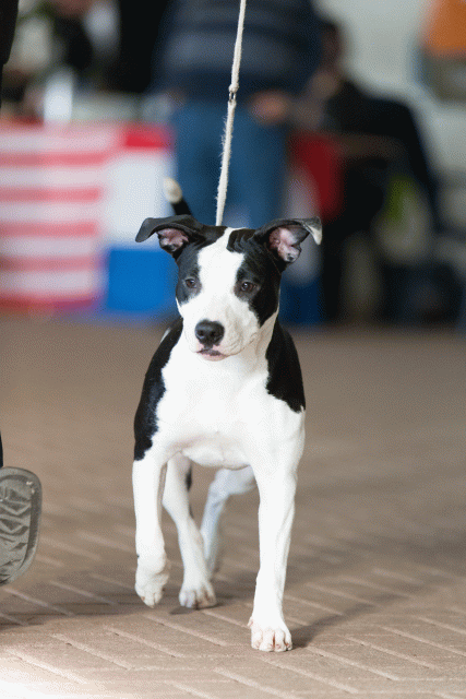 Cs3Q0519 16033657006 O