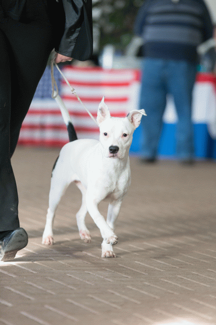 Cs3Q0531 16057478671 O