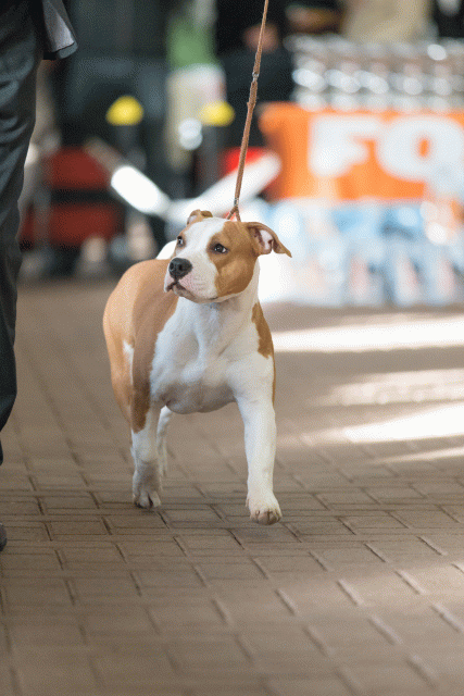 Cs3Q0535 15872150340 O